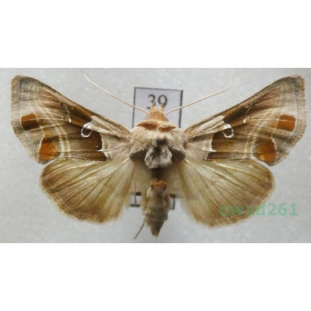 Euchalcia consona (Fabricius, 1787) Czech39